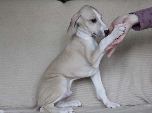 D&eacute;mer de Garde-Ep&eacute;e