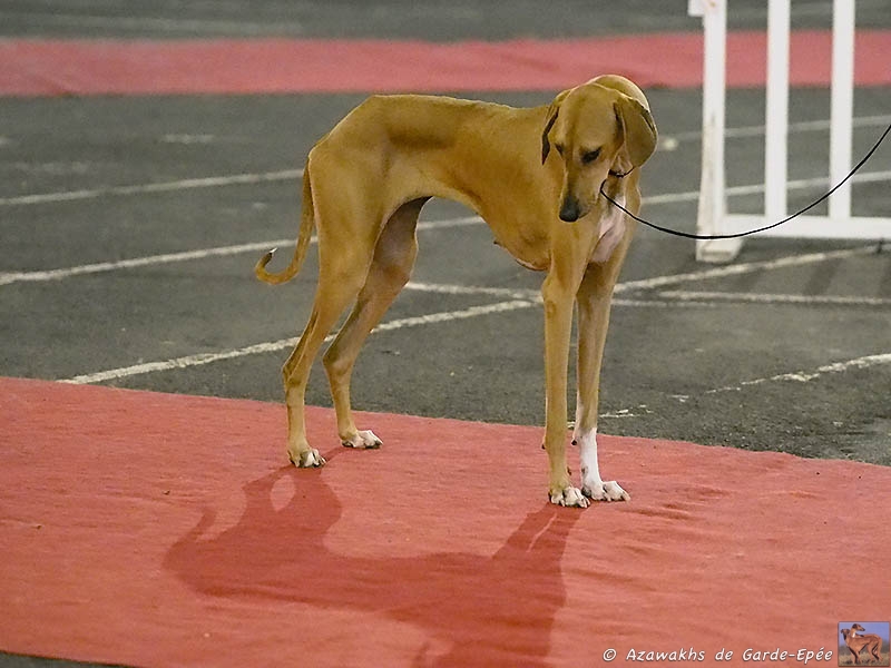 Azawakh Dahane de Garde-Ep&eacute;e &agrave; 7 mois
