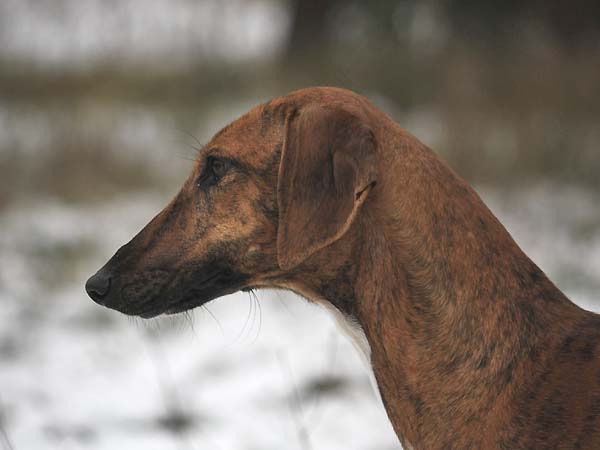 Azawakh Chim&egrave;ne de Garde-Ep&eacute;e &agrave; 13 mois