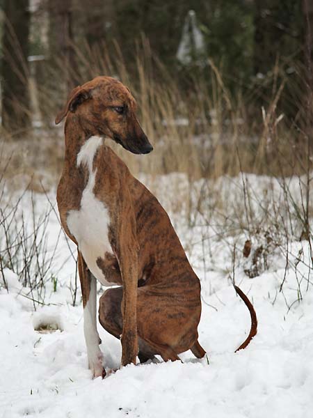 Azawakh Chim&egrave;ne de Garde-Ep&eacute;e &agrave; 13 mois