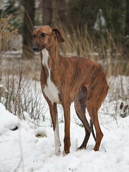 Azawakh Chim&egrave;ne de Garde-Ep&eacute;e &agrave; 13 mois