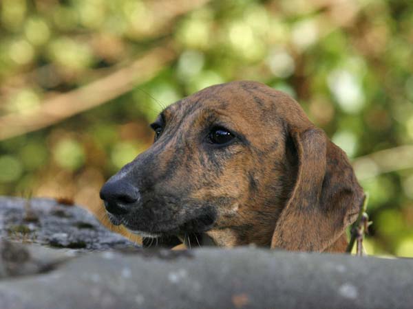 Chim&egrave;ne de Garde-Ep&eacute;e &agrave; 3 mois et demi