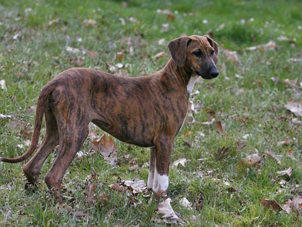 Chim&egrave;ne de Garde-Ep&eacute;e &agrave; 3 mois et demi