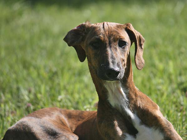 Chim&egrave;ne de Garde-Ep&eacute;e &agrave; 4 mois