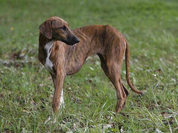 Chim&egrave;ne de Garde-Ep&eacute;e &agrave; 5 mois