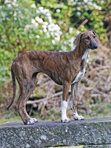 Chim&egrave;ne de Garde-Ep&eacute;e &agrave; 6 mois
