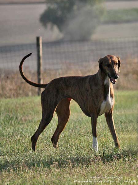 Azawakh Chim&egrave;ne de Garde-Ep&eacute;e &agrave; 13 mois
