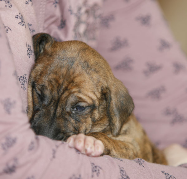 Chim&egrave;ne de Garde-Ep&eacute;e &agrave; 3 semaines