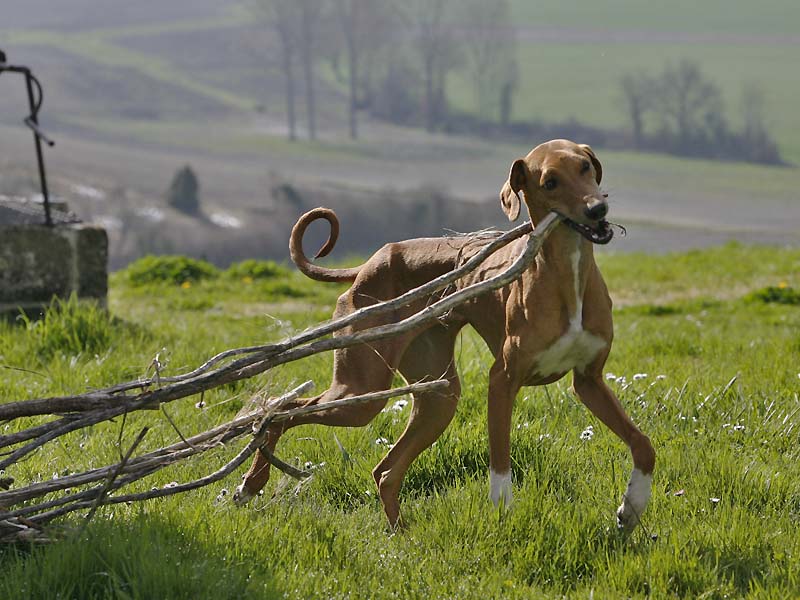 Azawakh Dahane de Garde-Ep&eacute;e &agrave; 7 mois