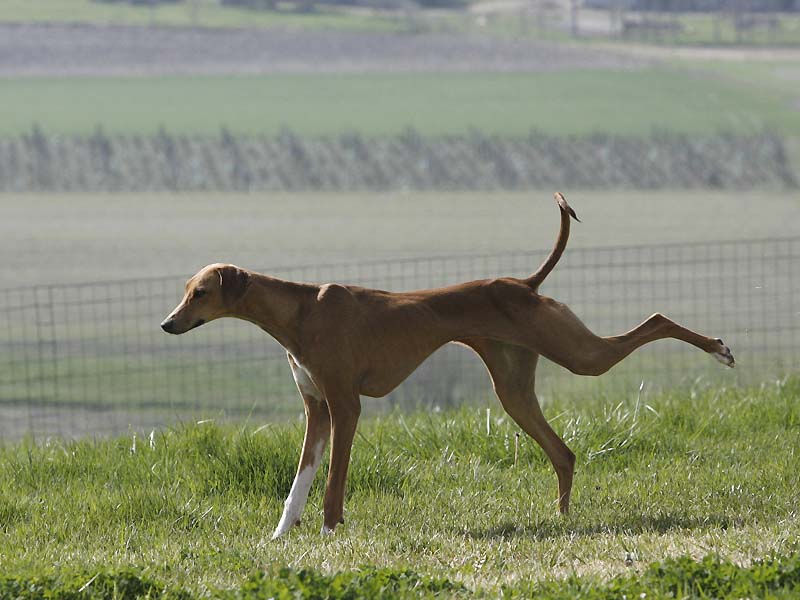 Azawakh Dahane de Garde-Ep&eacute;e &agrave; 7 mois