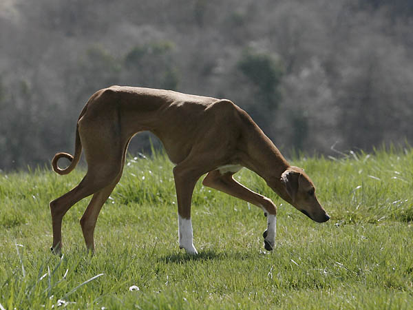 Azawakh Dahane de Garde-Ep&eacute;e &agrave; 7 mois