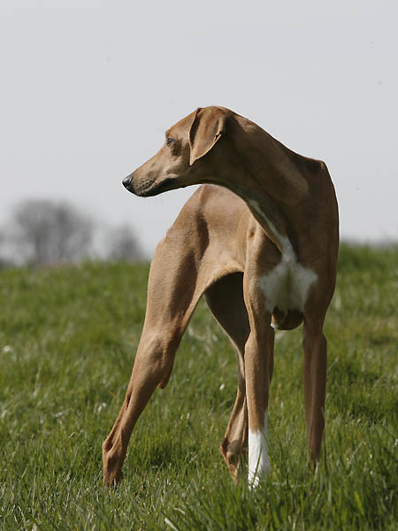 Azawakh Dahane de Garde-Ep&eacute;e &agrave; 7 mois