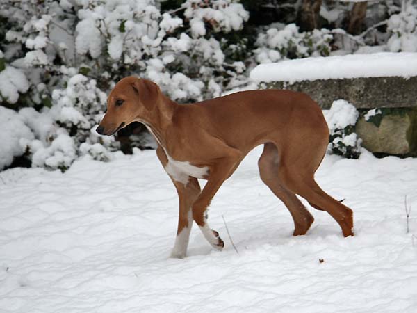 Azawakh Dahane de Garde-Ep&eacute;e