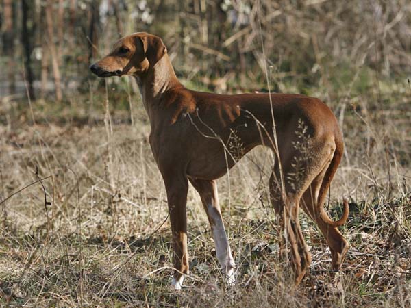 Azawakh Dahane de Garde-Ep&eacute;e