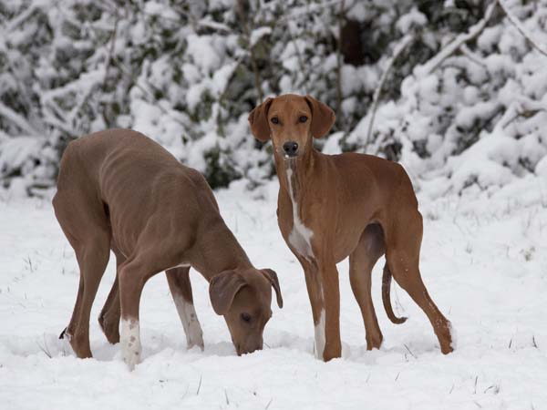 Azawakh Dahane de Garde-Ep&eacute;e