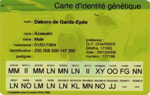 Carte identit&eacute; g&eacute;n&eacute;tique Azawakh Dakoro de Garde-Ep&eacute;e