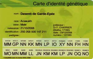 Carte identit&eacute; g&eacute;n&eacute;tique Azawakh Dasenti de Garde-Ep&eacute;e