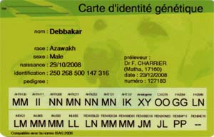 Carte identit&eacute; g&eacute;n&eacute;tique Azawakh Debbakar de Garde-Ep&eacute;e