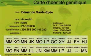 Carte identit&eacute; g&eacute;n&eacute;tique Azawakh Demer de Garde-Ep&eacute;e