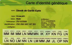 Carte identit&eacute; g&eacute;n&eacute;tique Azawakh Dinnik de Garde-Ep&eacute;e