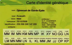 Carte identit&eacute; g&eacute;n&eacute;tique Azawakh Djinnoun de Garde-Ep&eacute;e