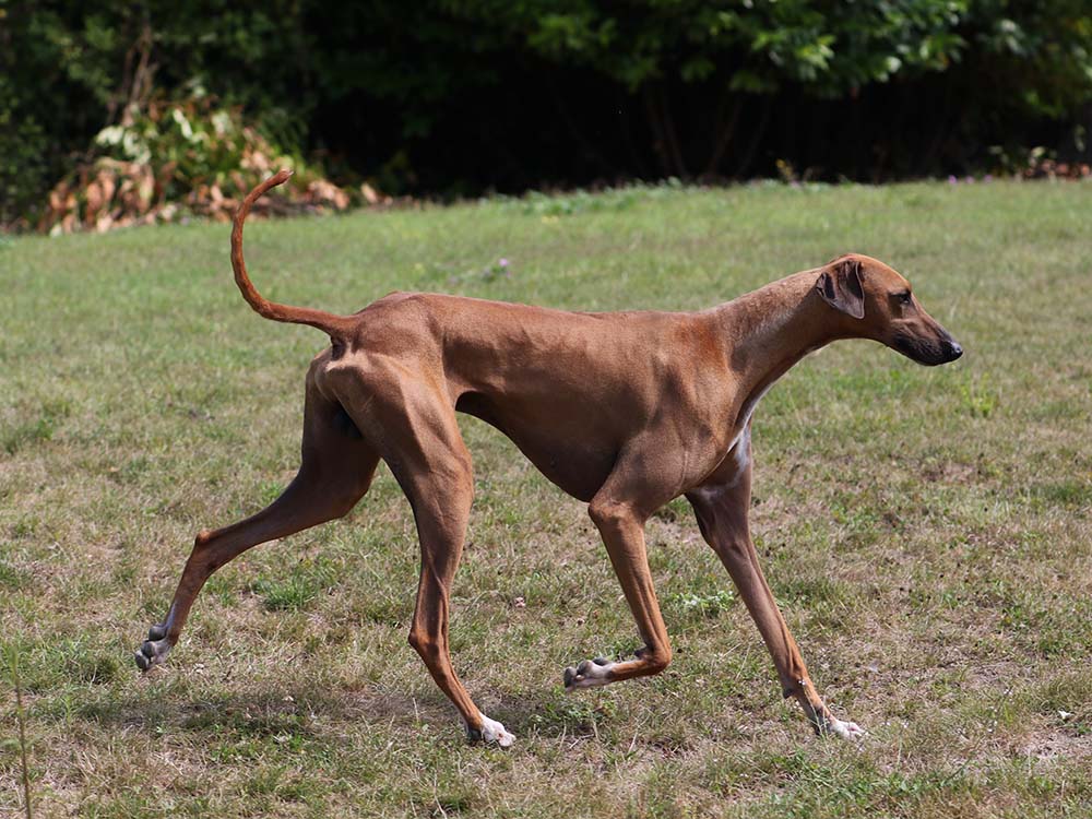 Ikouss de Garde-Épée